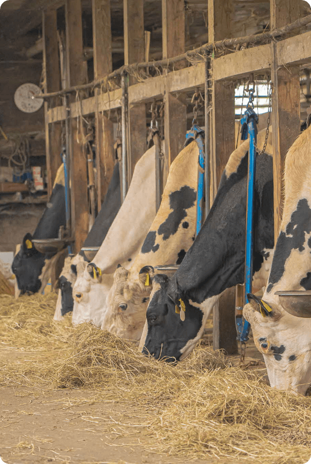 浜中町酪農写真