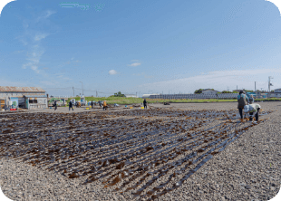 浜中町酪農写真