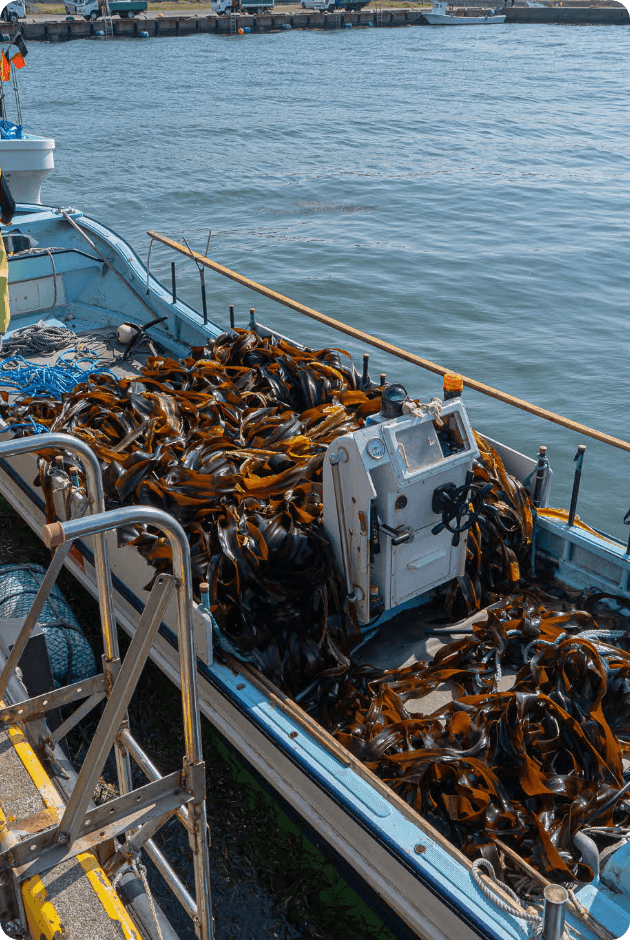 浜中町酪農写真